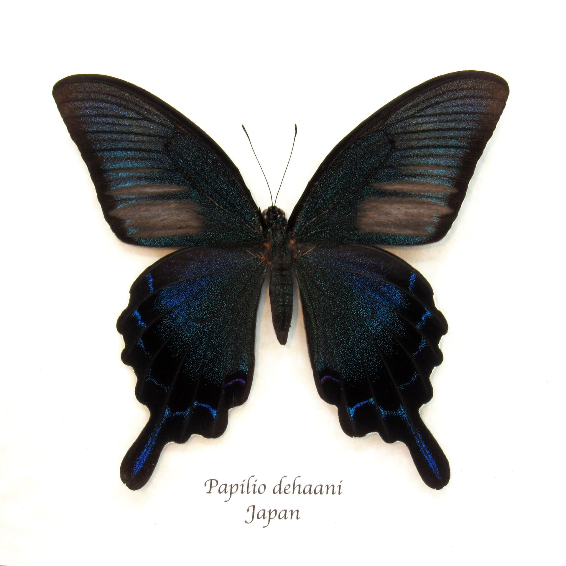 Giant Japanese Peacock butterfly framed taxidermy - Papilio  dehaani - summer form