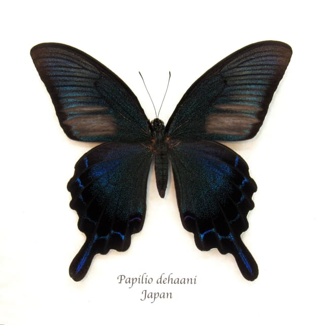 Giant Japanese Peacock butterfly framed taxidermy - Papilio  dehaani - summer form