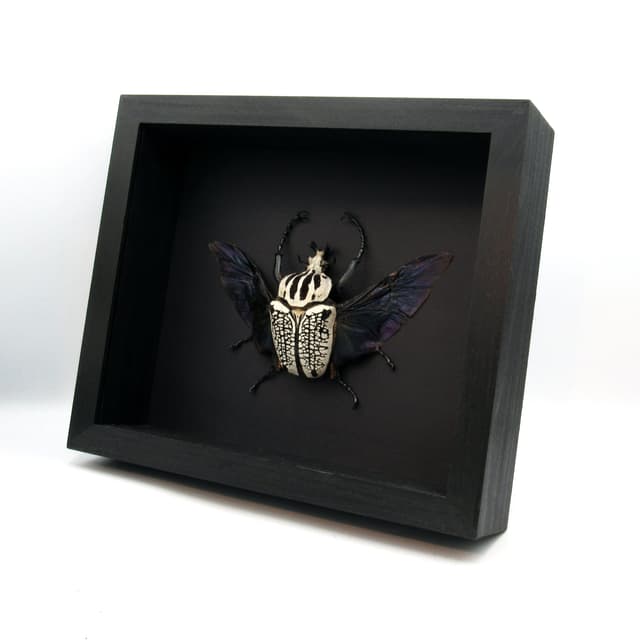 Real XXL Flower Beetle framed taxidermy - Goliathus orientalis