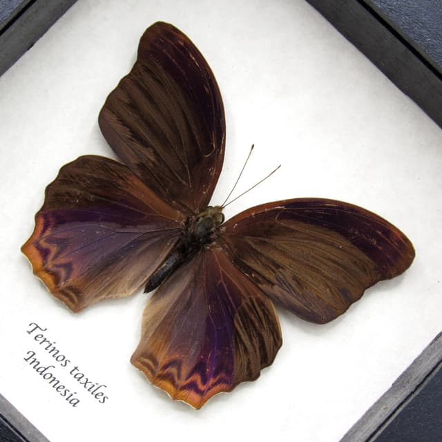 Rare purple butterfly framed specimen - Terinos taxiles