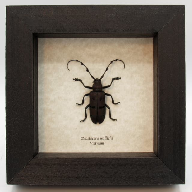 Real deep purple long horn beetle framed taxidermy - Diastocera wallichi