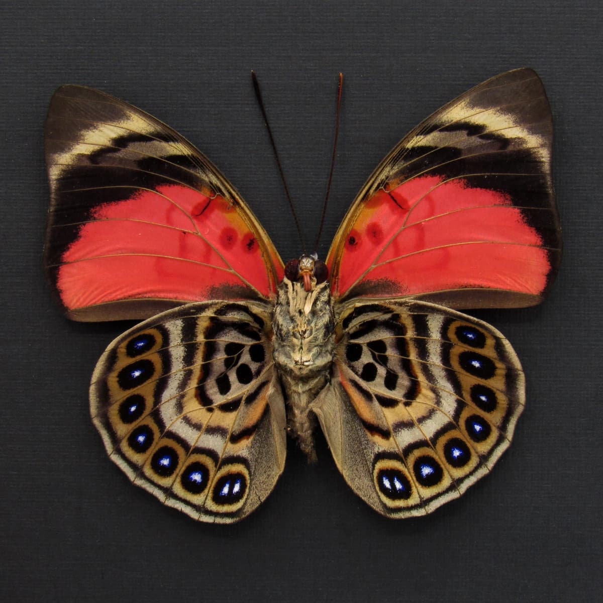 Real red butterfly framed taxidermy - Agrias claudina lugens