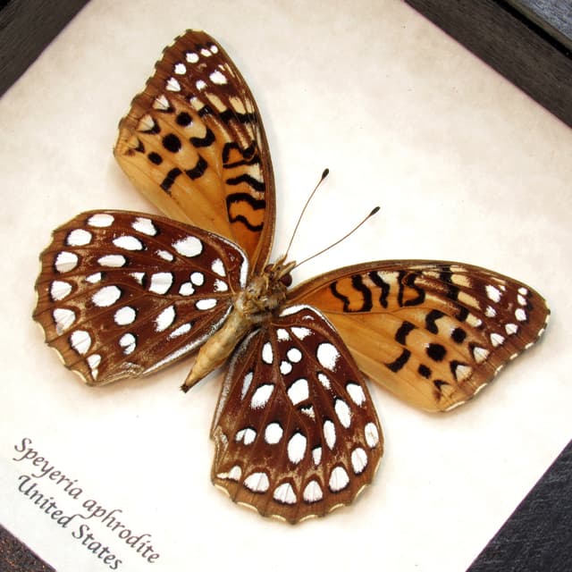Real Aphrodite Fritillary butterfly framed taxidermy - Speyria aphrodite - female