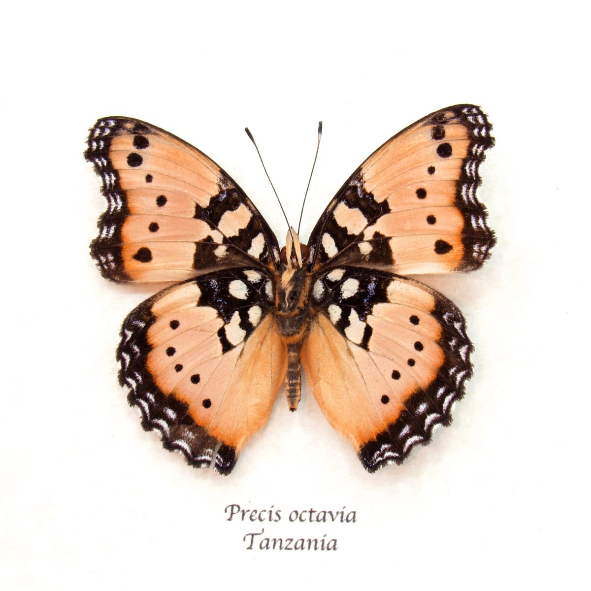 Rare pink form Gaudy Commodore butterfly framed taxidermy - Precis octavia