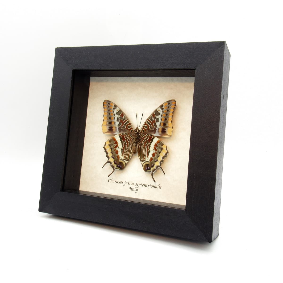 Rare Two-tailed Pasha butterfly framed taxidermy - Charaxes jasius septentrionalis - minor defect