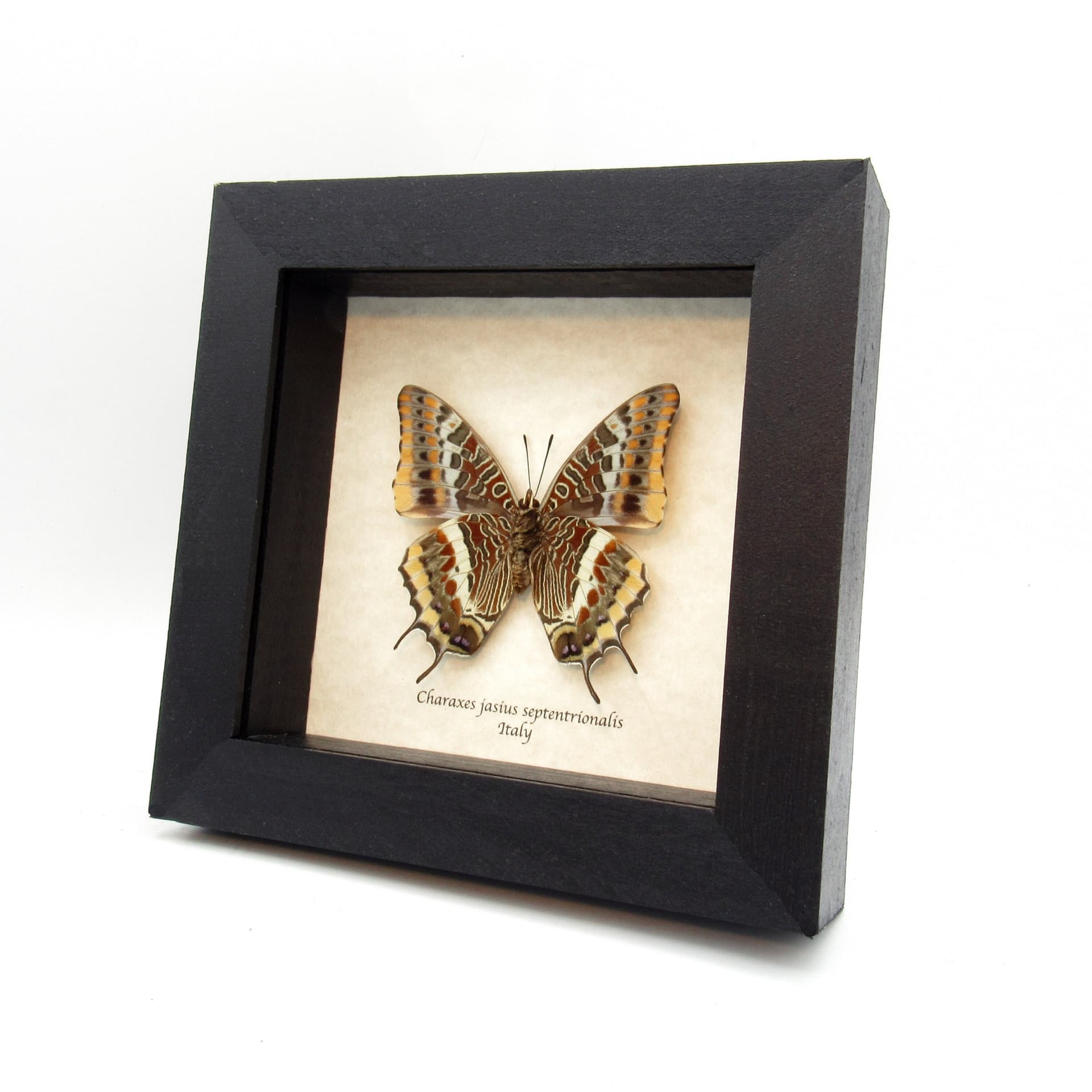 Rare Two-tailed Pasha butterfly framed taxidermy - Charaxes jasius septentrionalis - minor defect