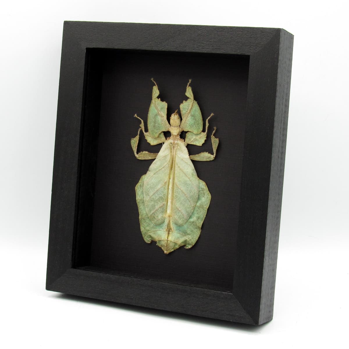 Worlds largest Walking Leaf insect framed taxidermy - Phyllium giganteum - female