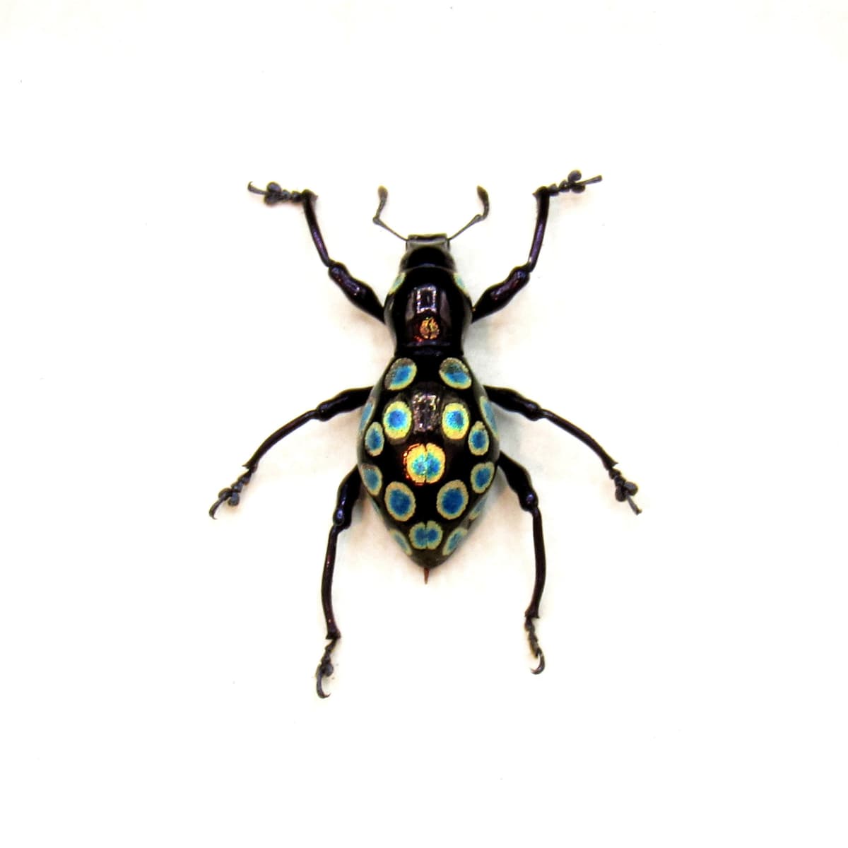 WEEVIL MANIA - Real blue and gold beetle framed taxidermy - Pachyrhynchus congestus