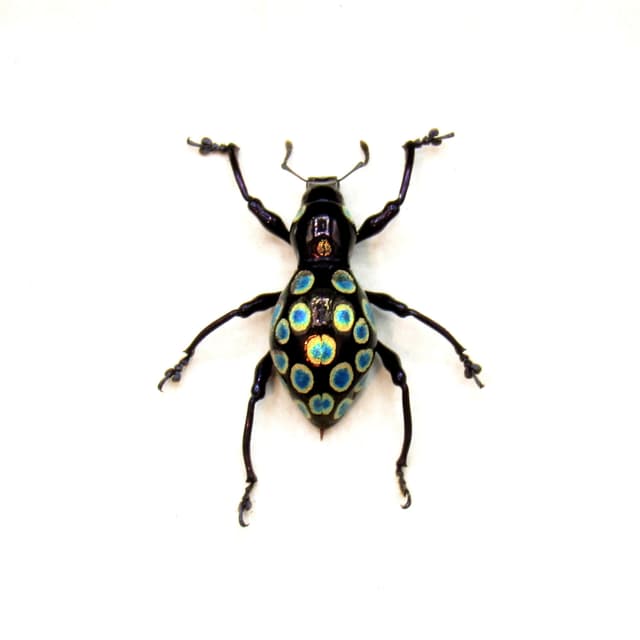 WEEVIL MANIA - Real blue and gold beetle framed taxidermy - Pachyrhynchus congestus