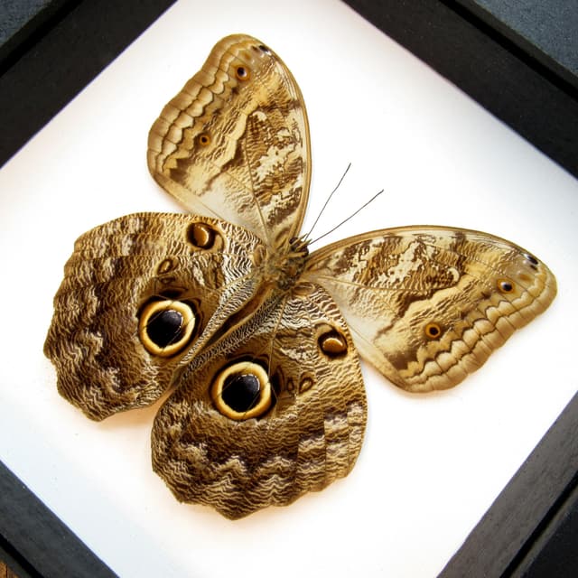 Giant Owl butterfly - Caligo brasiliensis