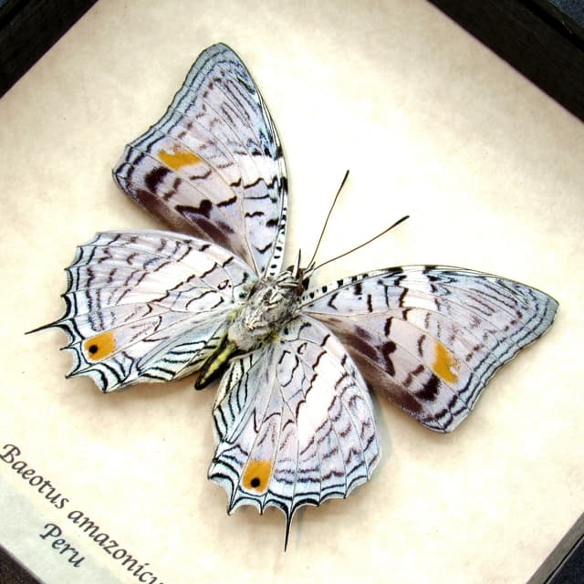 Real Lavender butterfly framed taxidermy - Baeotus amazonicus