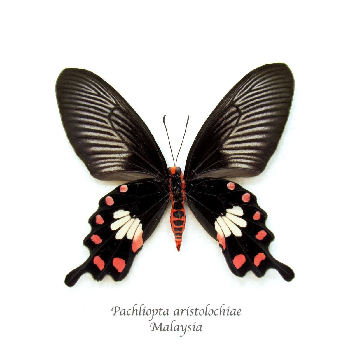 Real Common Rose butterfly framed taxidermy - Pachliopta aristolochiae - female