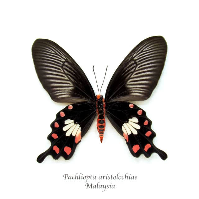 Real Common Rose butterfly framed taxidermy - Pachliopta aristolochiae - female