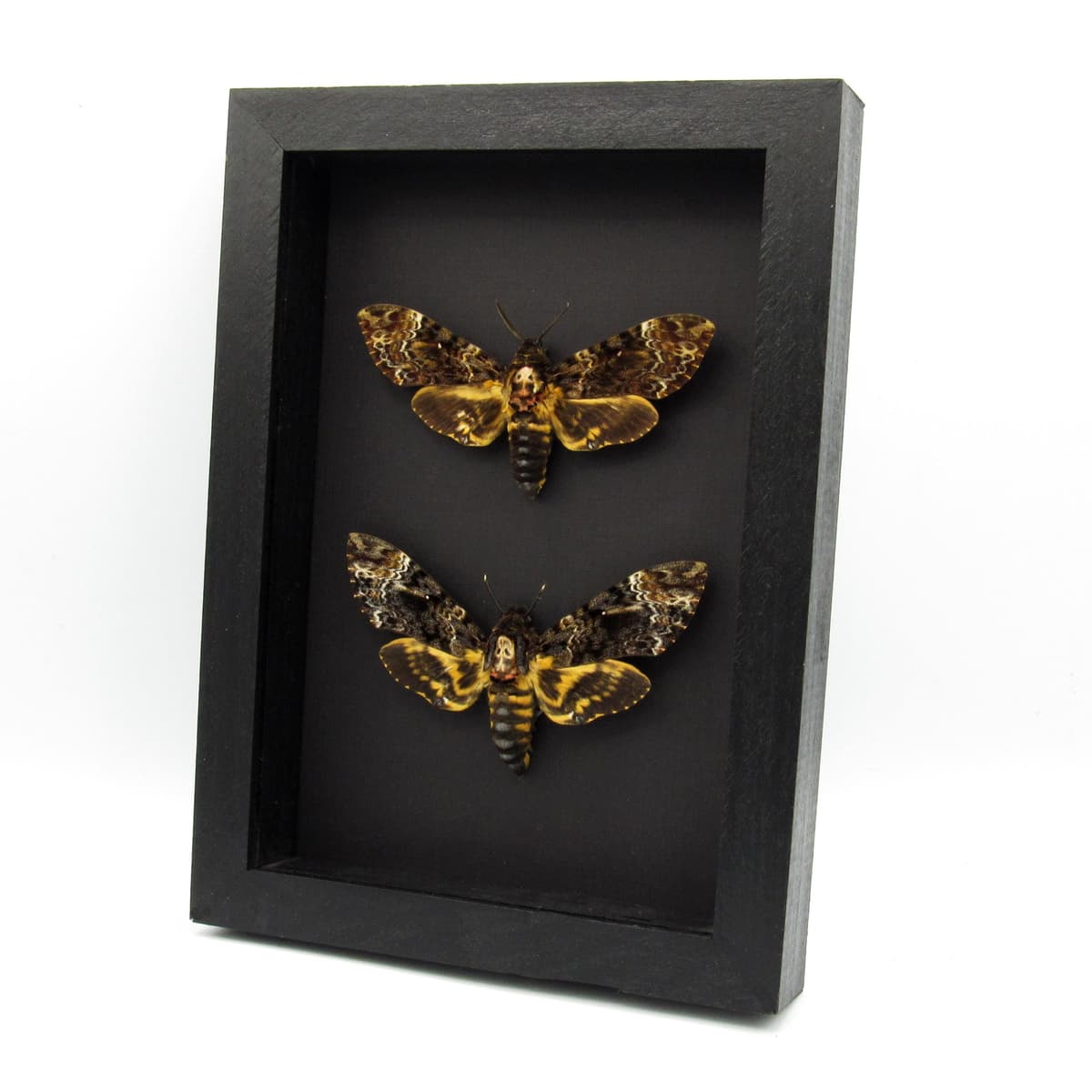 Real XL moths framed taxidermy - Acherontia lachesis - Deaths Head - Pair