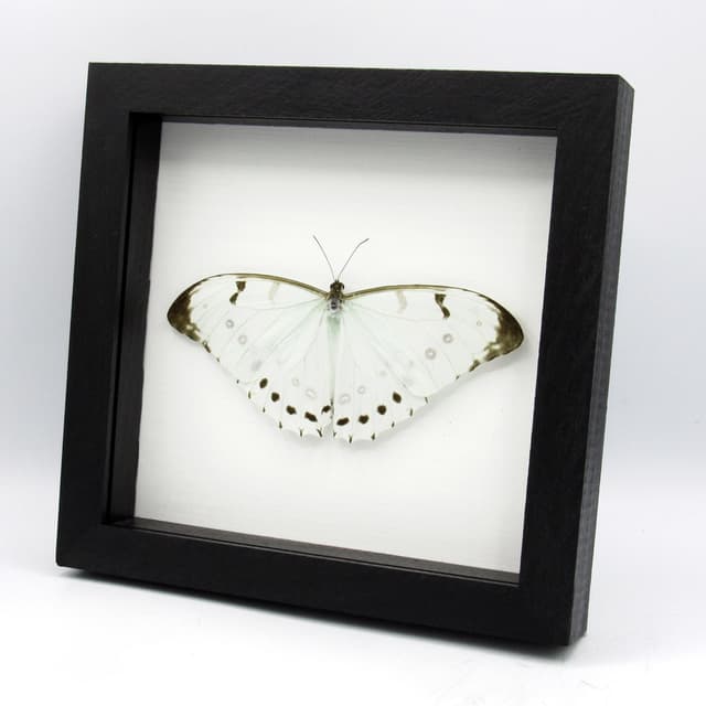 Rare opalescent Giant Mint Morpho butterfly framed taxidermy - Morpho luna - Victorian mount