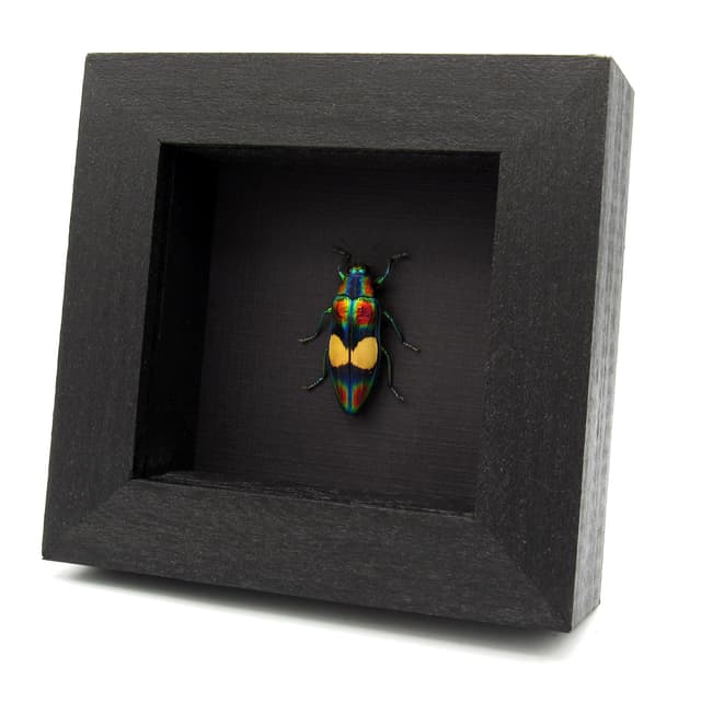 Real metallic rainbow beetle framed taxidermy - Chrysochroa ephippigera