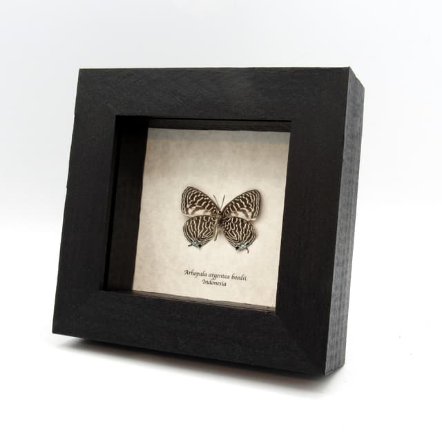 Rare small Lycaenid butterfly framed taxidermy - Arhopala argentea boodii