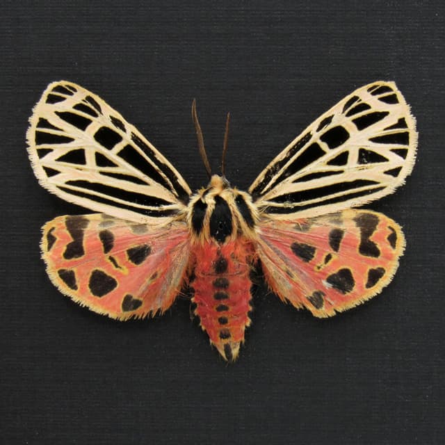 Rare Virgin Tiger moth framed taxidermy - Grammia virgo