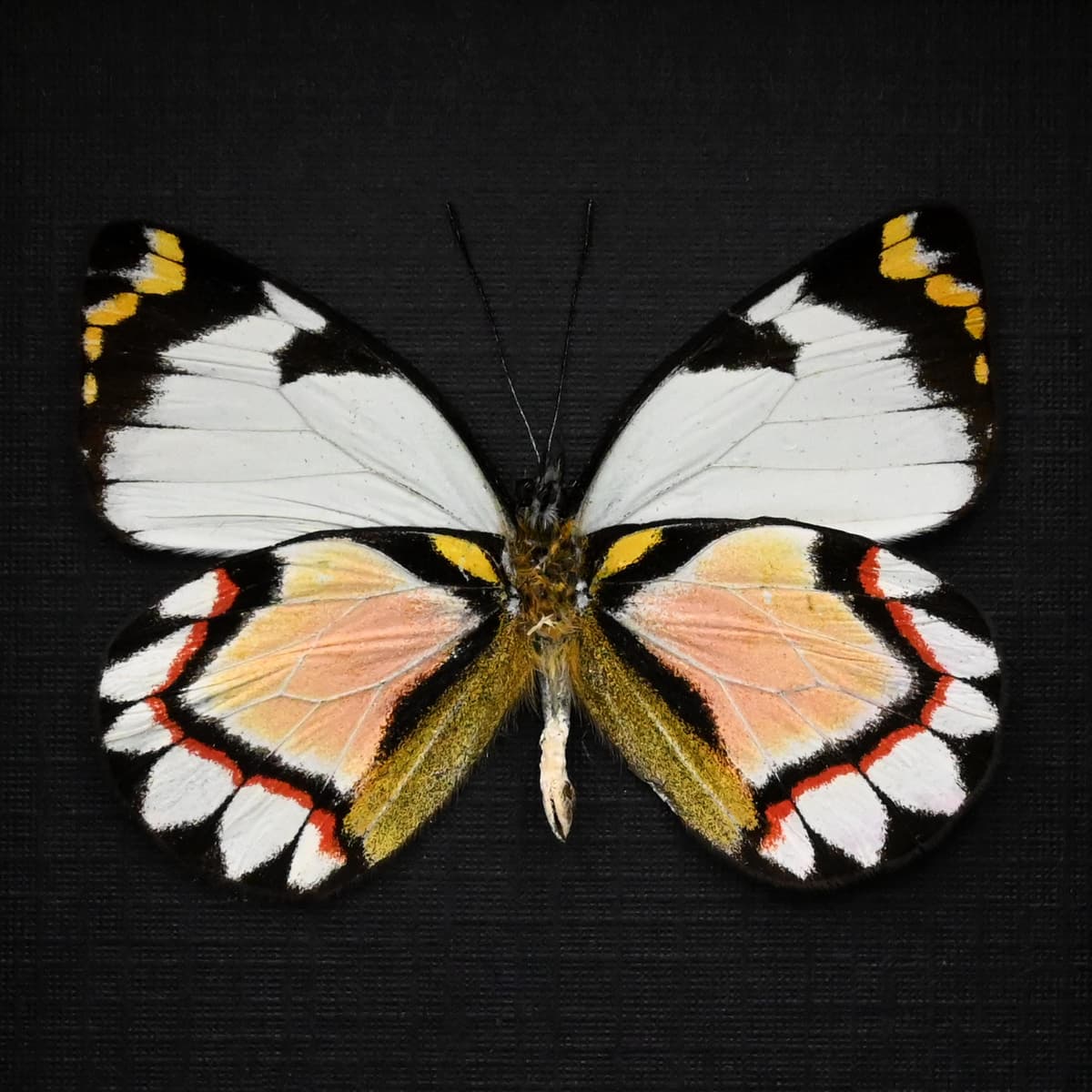 Rare pink Delias butterfly framed taxidermy - Delias iltis leucotera