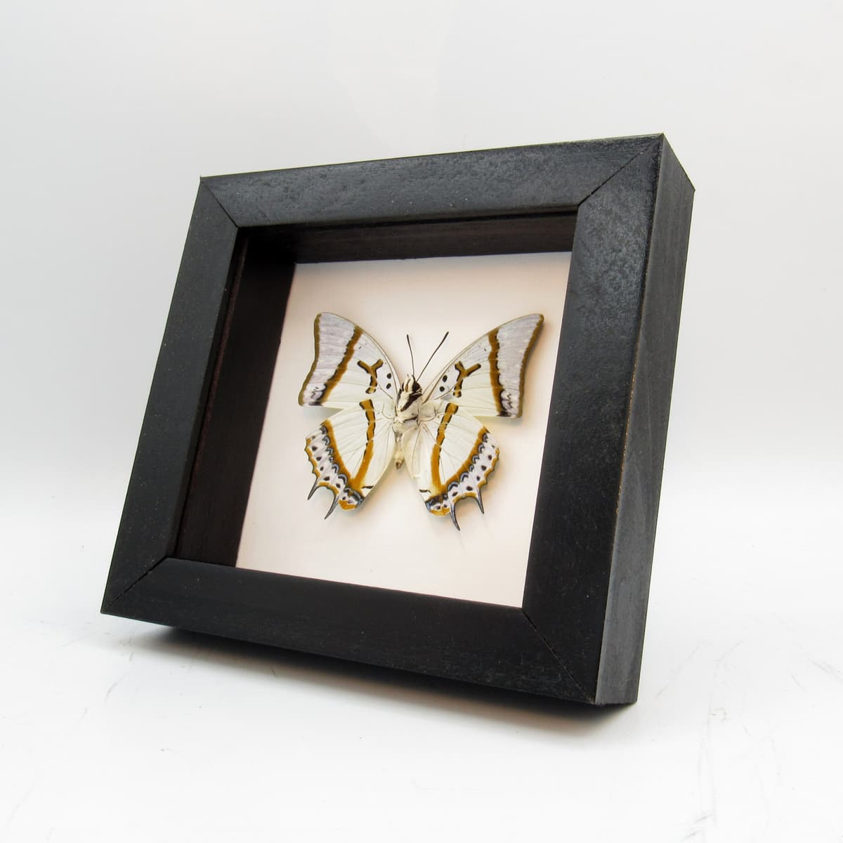 Real pearlescent butterfly framed taxidermy - Polyura eudamippus