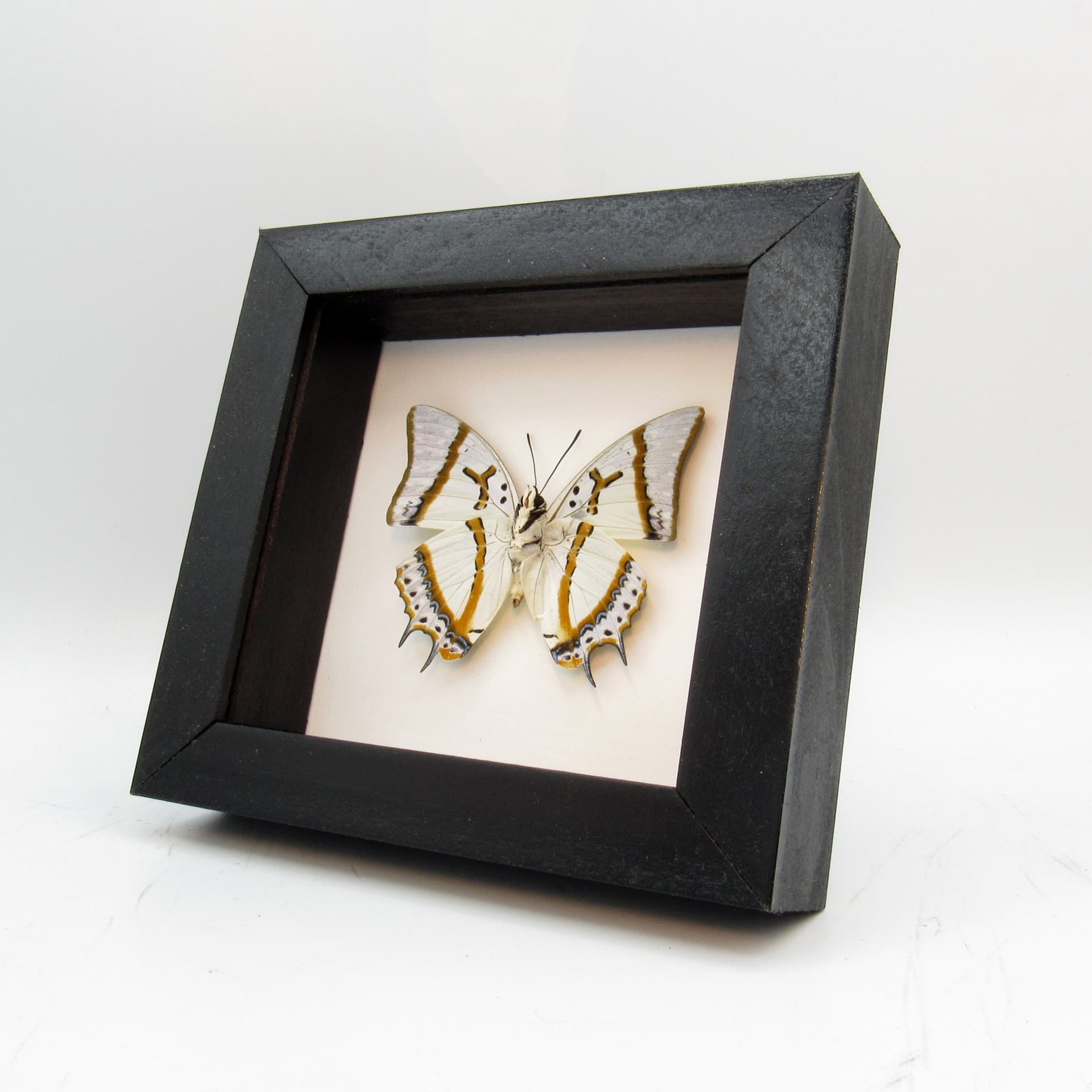 Real pearlescent butterfly framed taxidermy - Polyura eudamippus