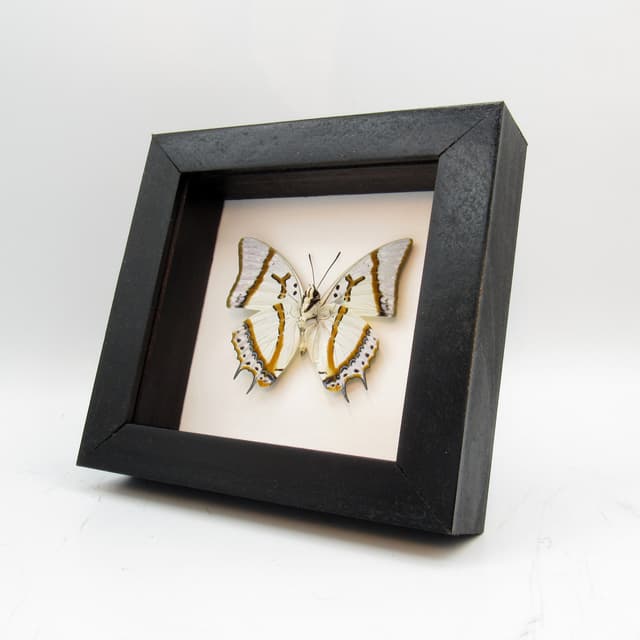 Real pearlescent butterfly framed taxidermy - Polyura eudamippus