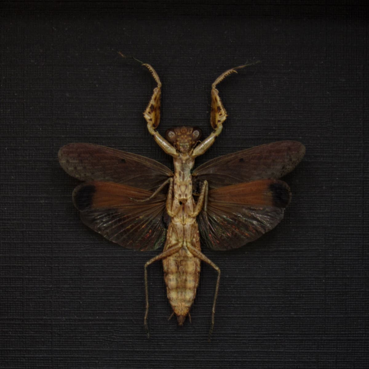 Real tiny Praying Mantis framed taxidermy - Compsomantis tumidiceps