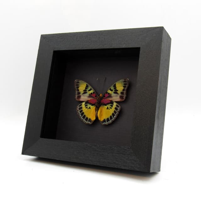 Rare Magenta Forester butterfly framed taxidermy - Euphaedra janetta