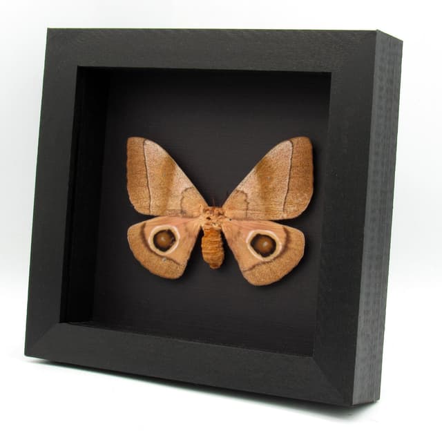 Rare pink Giant African Emperor moth framed taxidermy - Gonimbrasia hecate - female