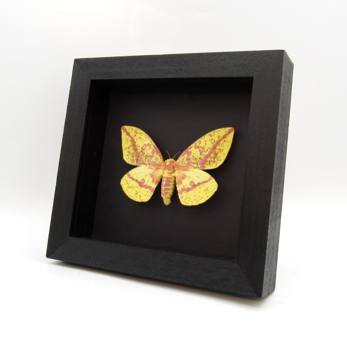 Real Imperial moth framed taxidermy - Eacles imperialis - female