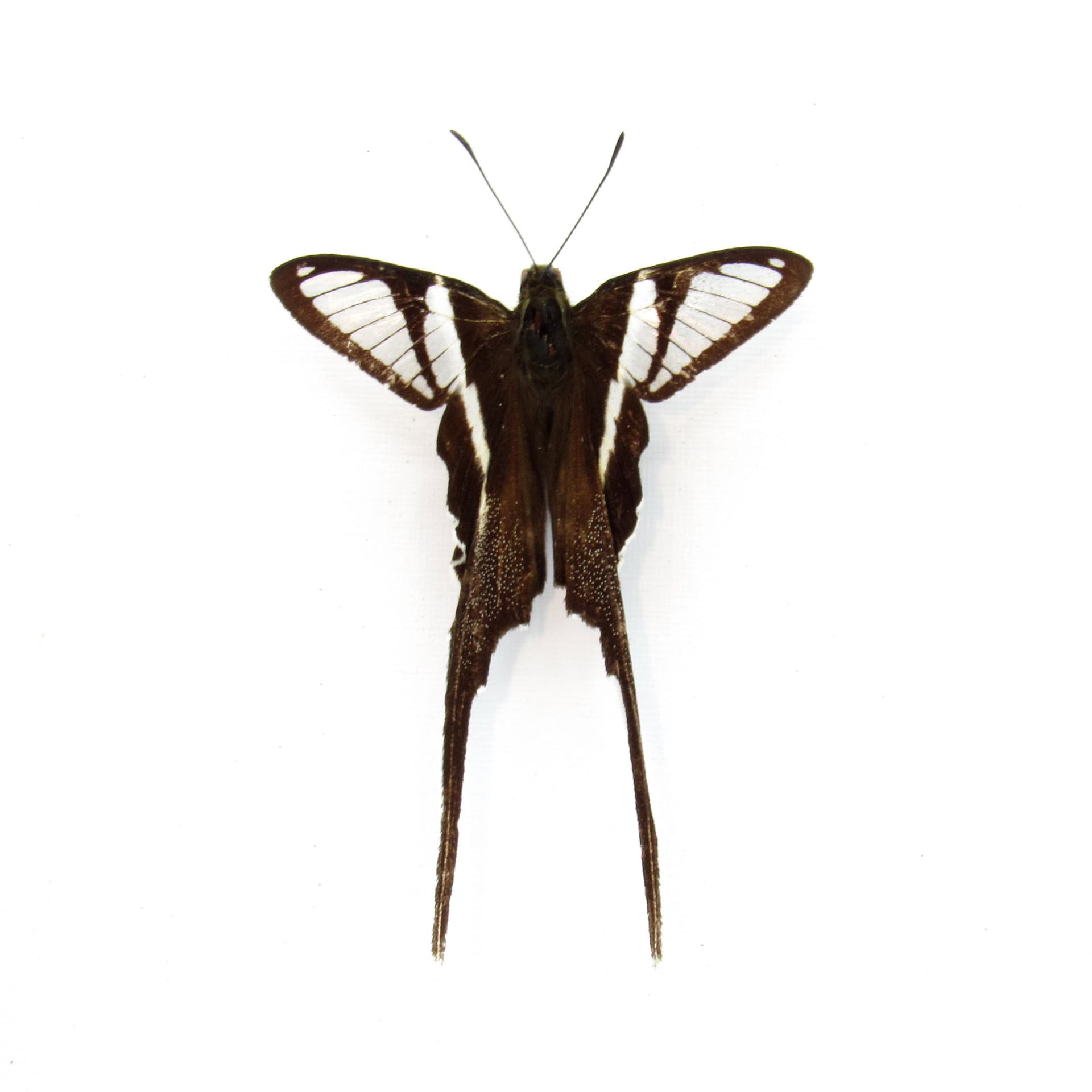Real White Dragontail butterfly framed taxidermy - Lamproptera curius
