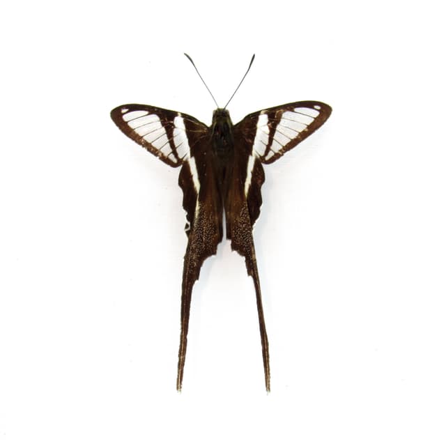 Real White Dragontail butterfly framed taxidermy - Lamproptera curius