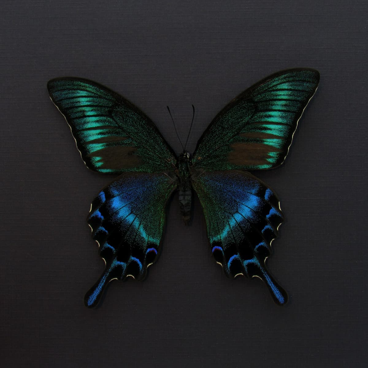 Real Alpine Swallowtail framed taxidermy - Papilio maackii tutanus - summer form