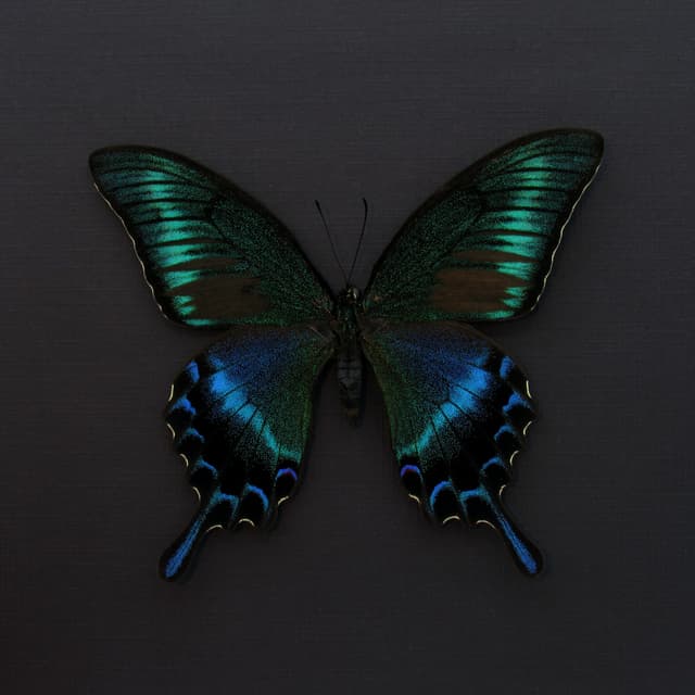 Real Alpine Swallowtail framed taxidermy - Papilio maackii tutanus - summer form
