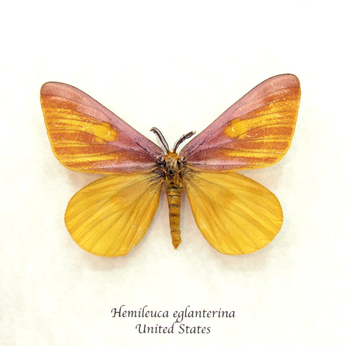 Real rare pink Western Sheep moth framed taxidermy - Hemileuca eglantarina - large pale form
