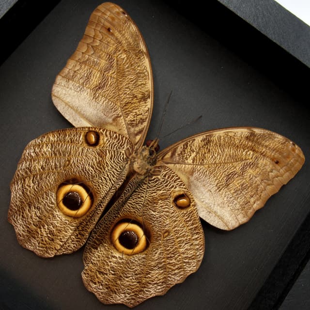 Real Giant Owl Butterfly framed taxidermy - Caligo eurilochus livius