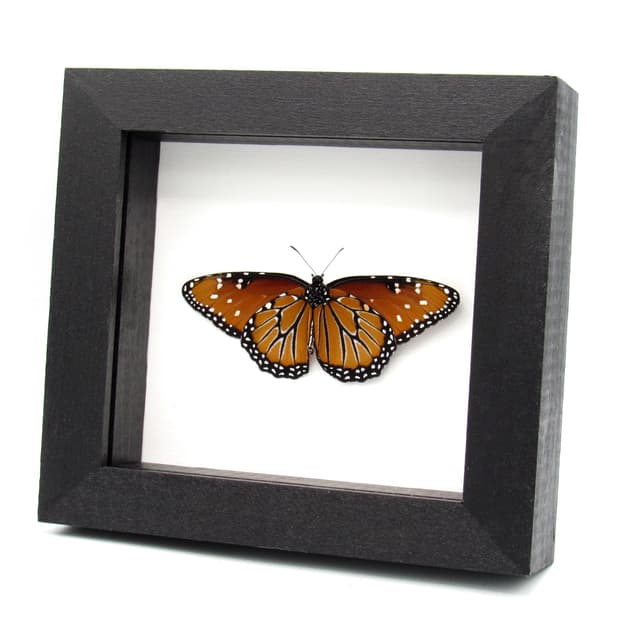 Real Queen butterfly framed taxidermy - Danaus gilippus - large female - Victorian mount