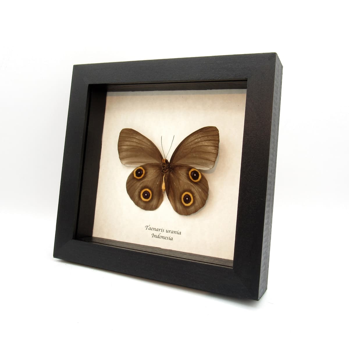 Real Owl butterfly framed taxidermy - Taenaris urania - dark form
