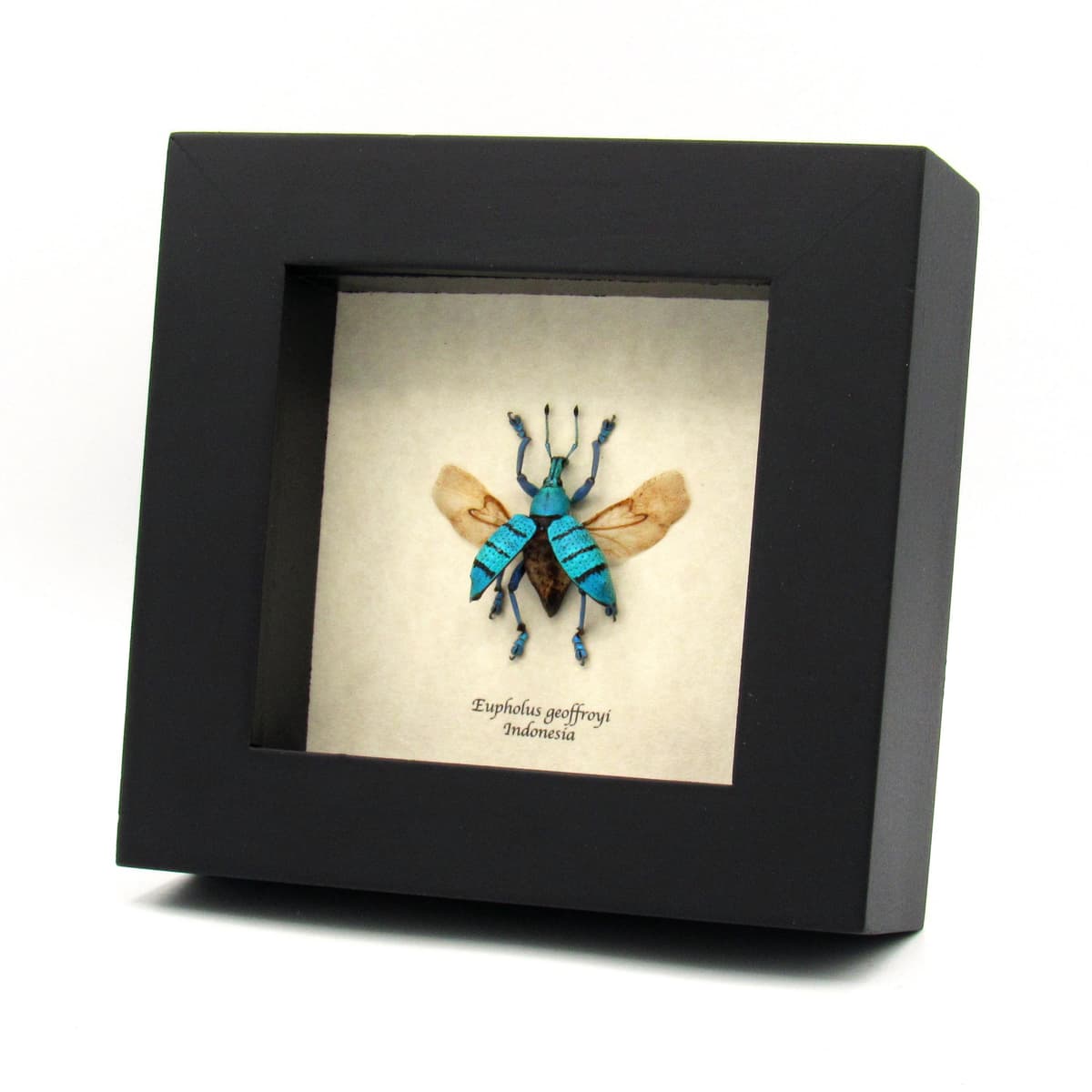 Real blue weevil framed taxidermy - Eupholus geoffroyi - wings open