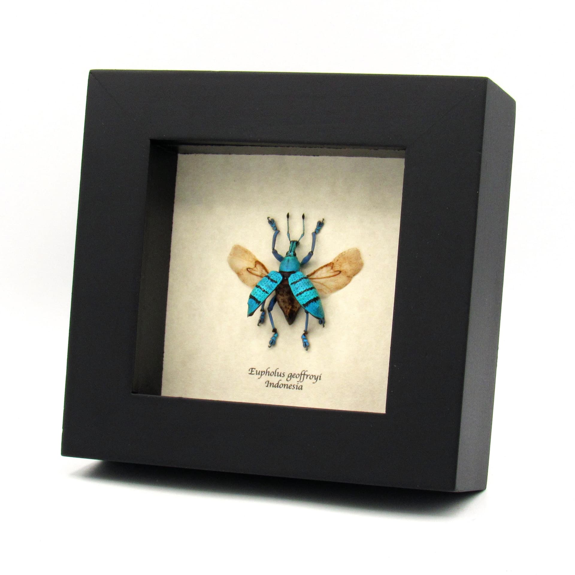 Real blue weevil framed taxidermy - Eupholus geoffroyi - wings open