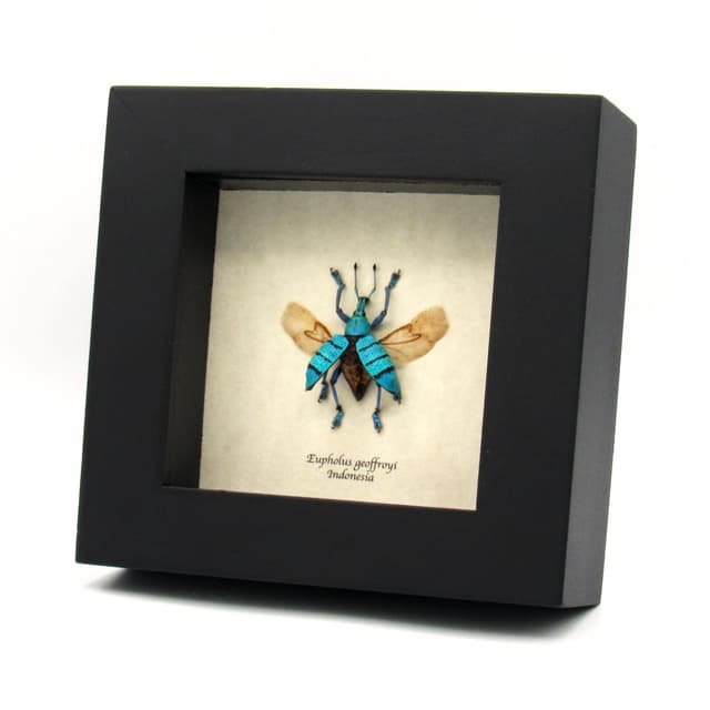 Real blue weevil framed taxidermy - Eupholus geoffroyi - wings open