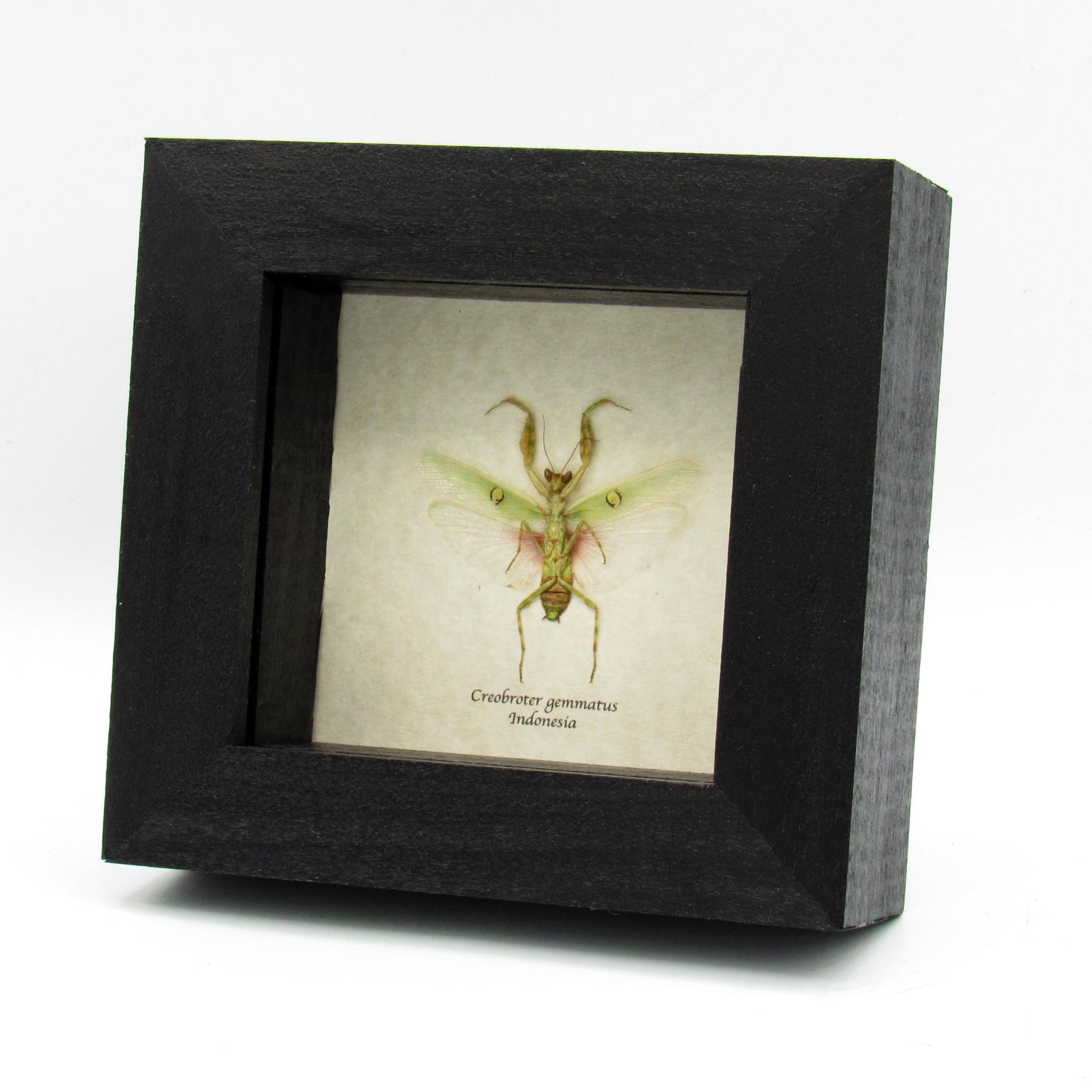 Real Indian Flower Mantis framed taxidermy - Creobroter gemmatus
