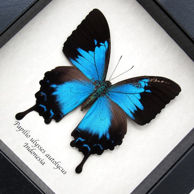 Rare metallic blue Ulysses butterfly framed taxidermy - Papilio ulysses autolycus - female - minor damage