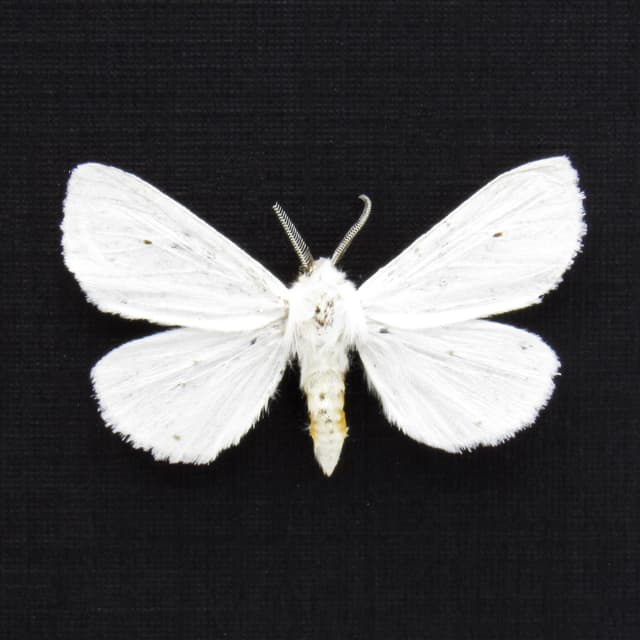 Real Virginia Tiger moth framed taxidermy - Spilosoma virginica