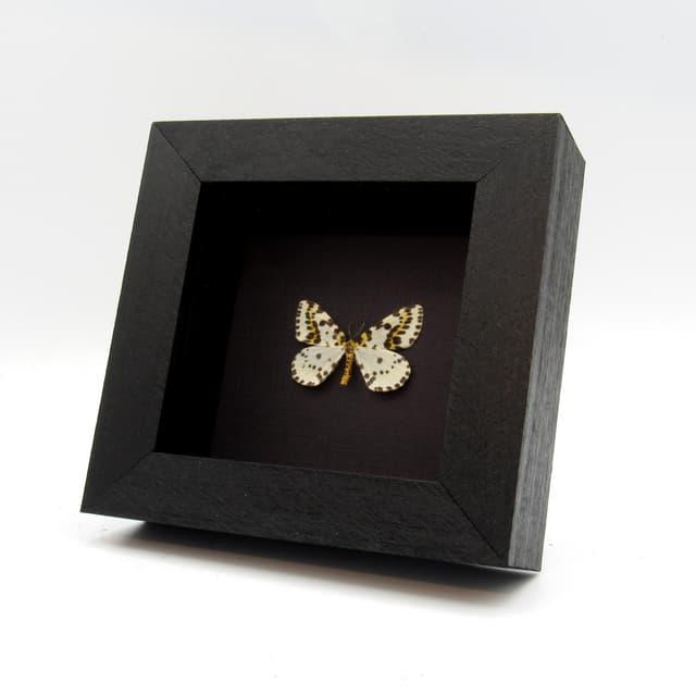Real tiny Geometer moth framed taxidermy - Abraxas grossulariata