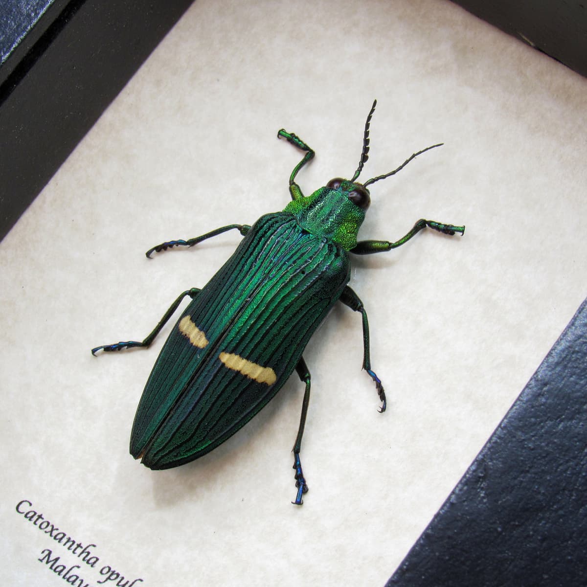 Real large metallic Jewel beetle framed taxidermy - Catoxantha opulenta