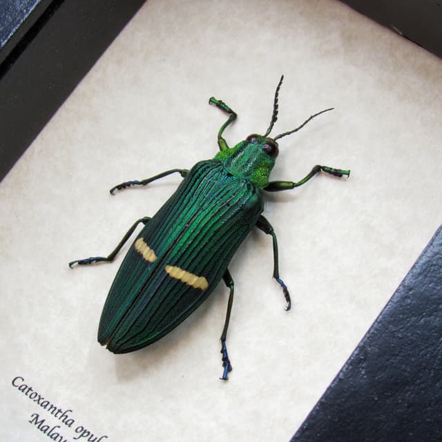 Real large metallic Jewel beetle framed taxidermy - Catoxantha opulenta