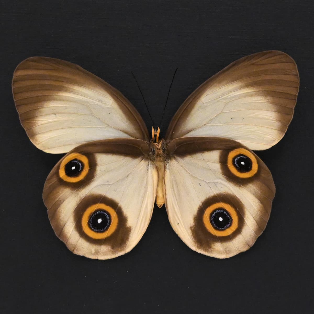 Rare Owl butterfly framed taxidermy - Taenaris selene - large female