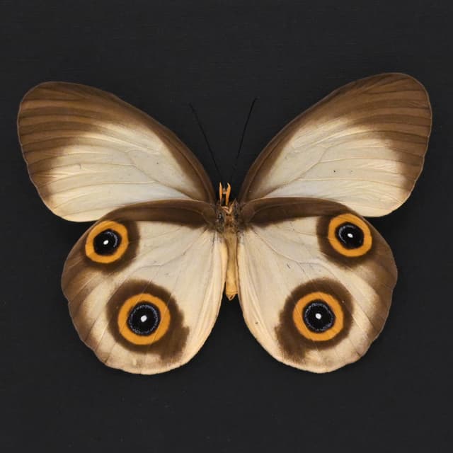 Rare Owl butterfly framed taxidermy - Taenaris selene - large female