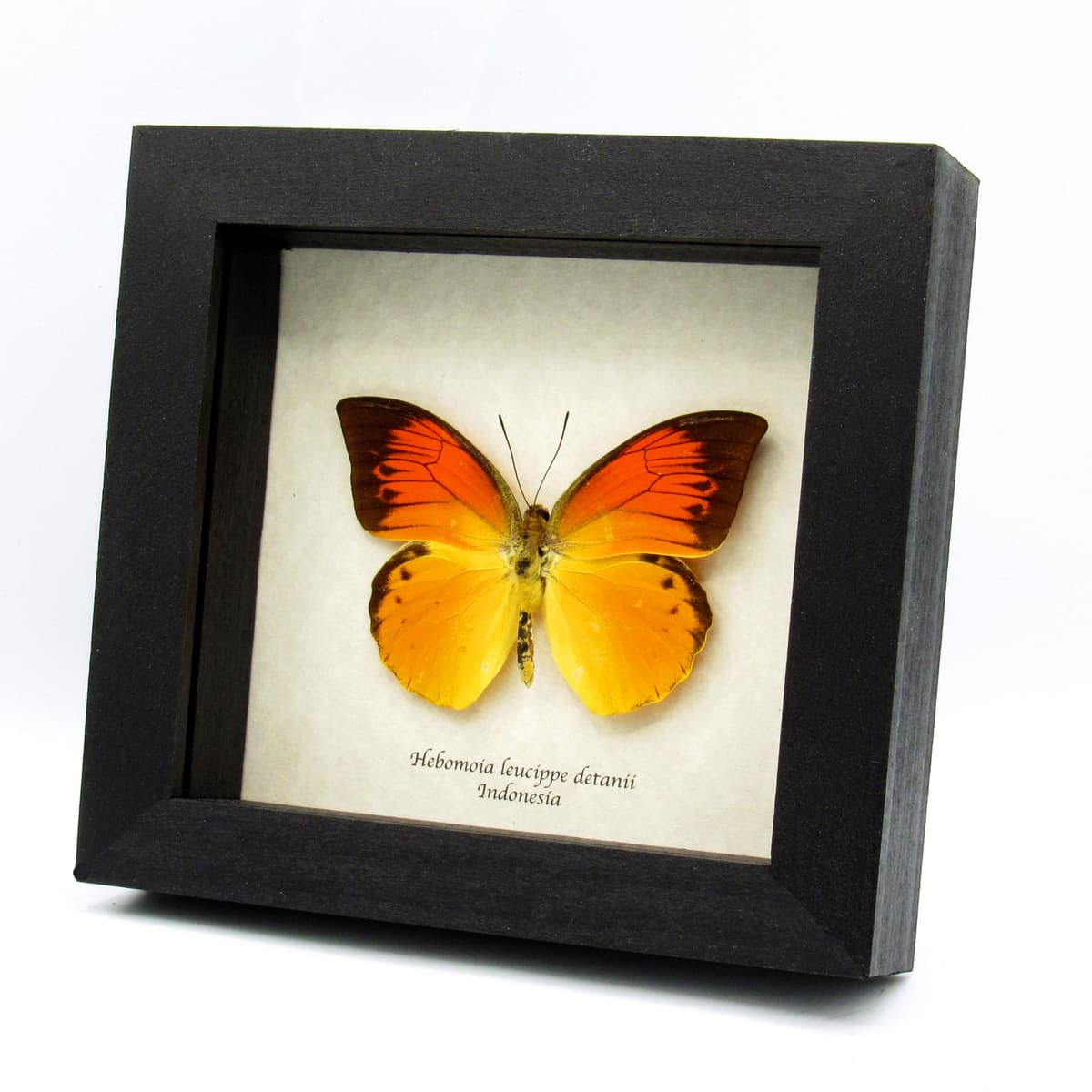 Very rare neon orange butterfly framed specimen - Hebomoia leucippe detanii